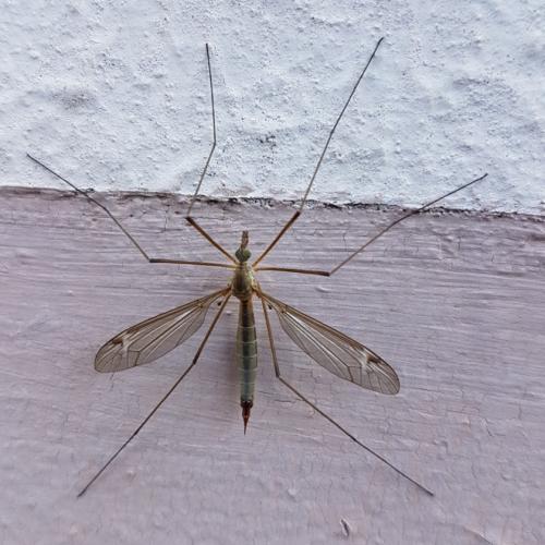 Réf. 189 158 : Tipula sp.